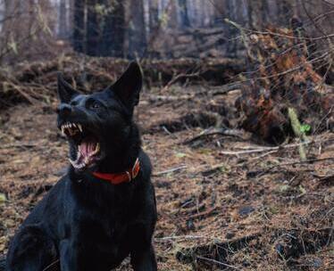 Valse hond - letselschade